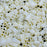 2,000 Eggshell Fuse Beads 5 x 5mm Iron Together Fusion Beads
